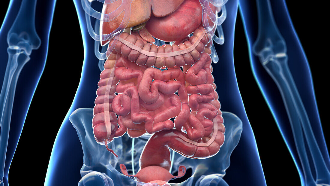 Human abdominal organs, illustration