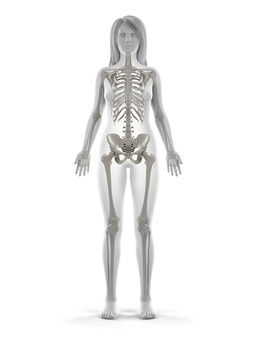 Human skeleton, illustration