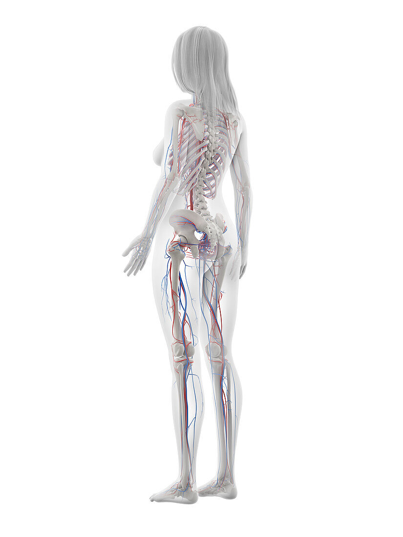 Human vascular system, illustration