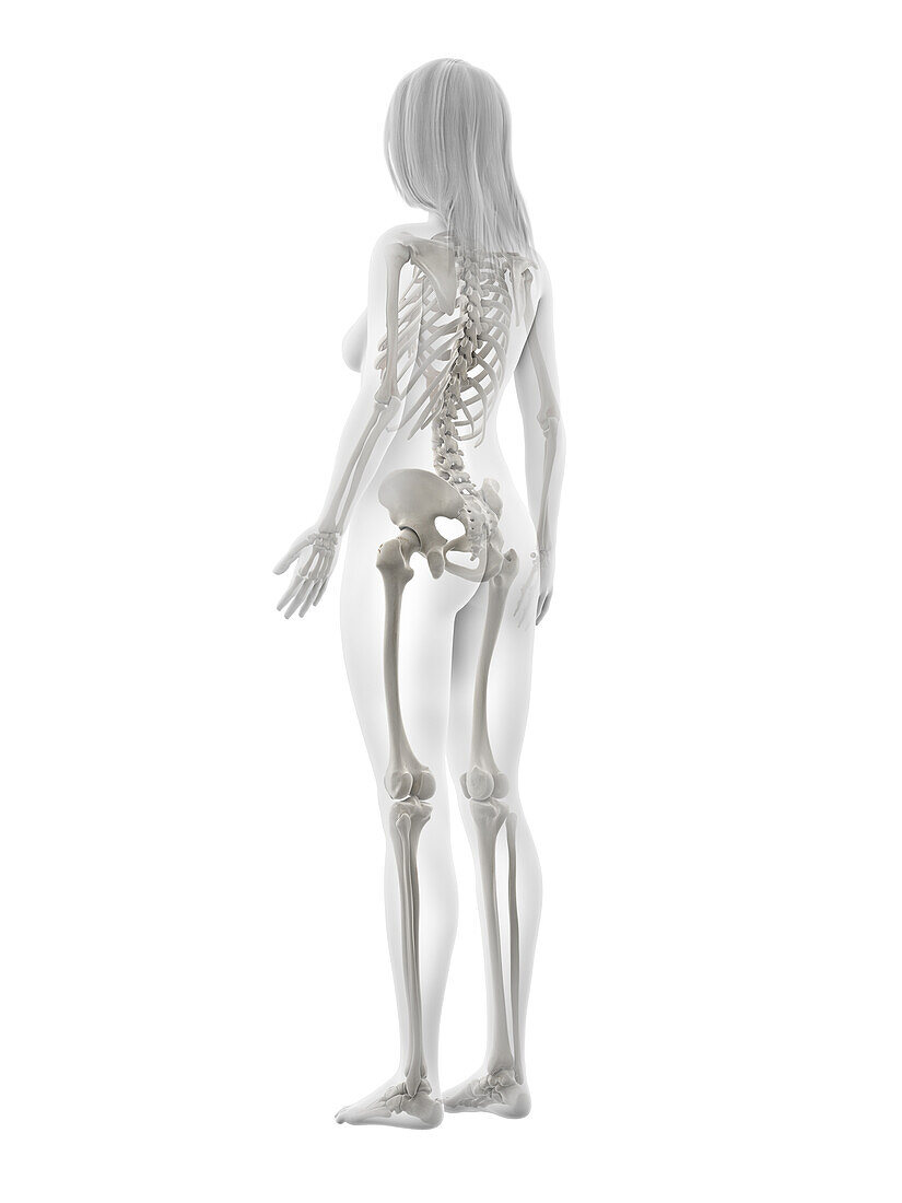 Human skeleton, illustration