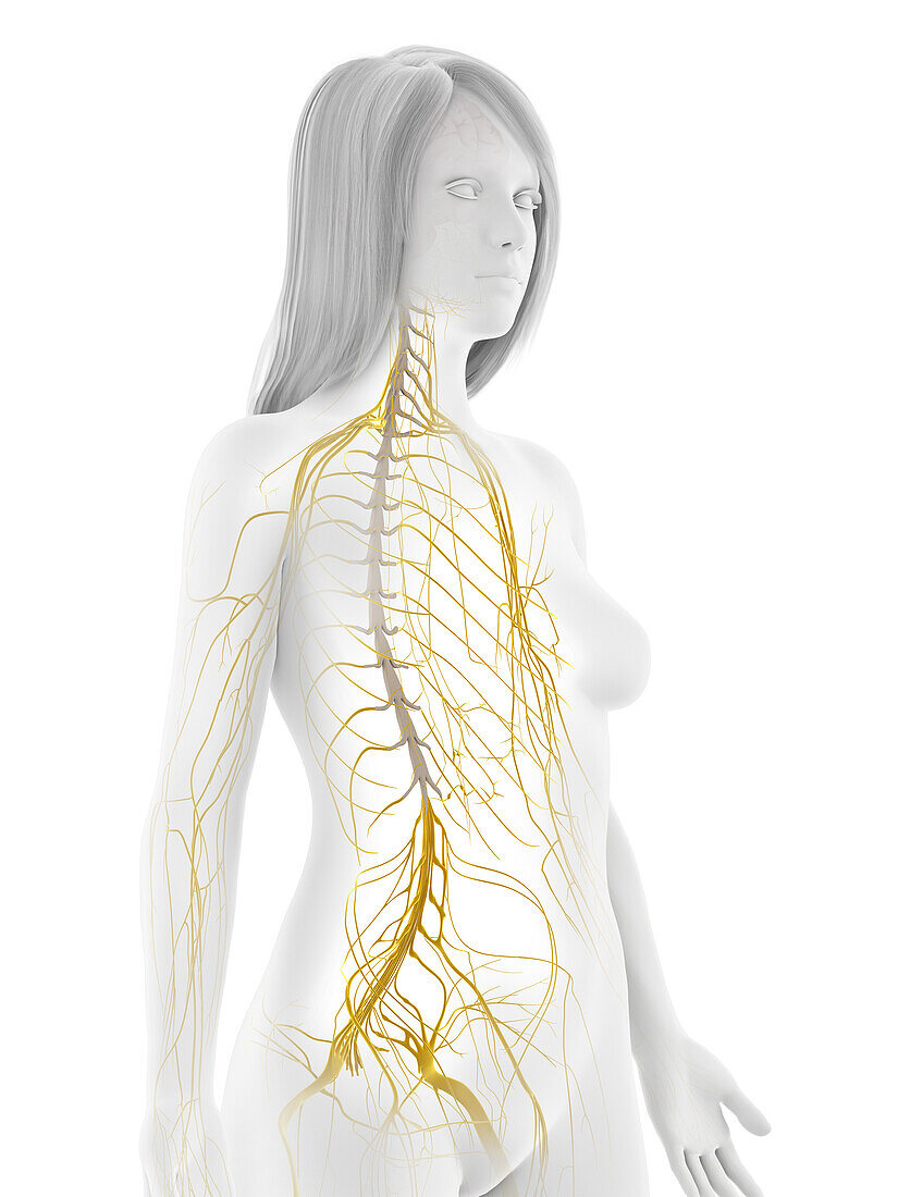 Human nervous system, illustration