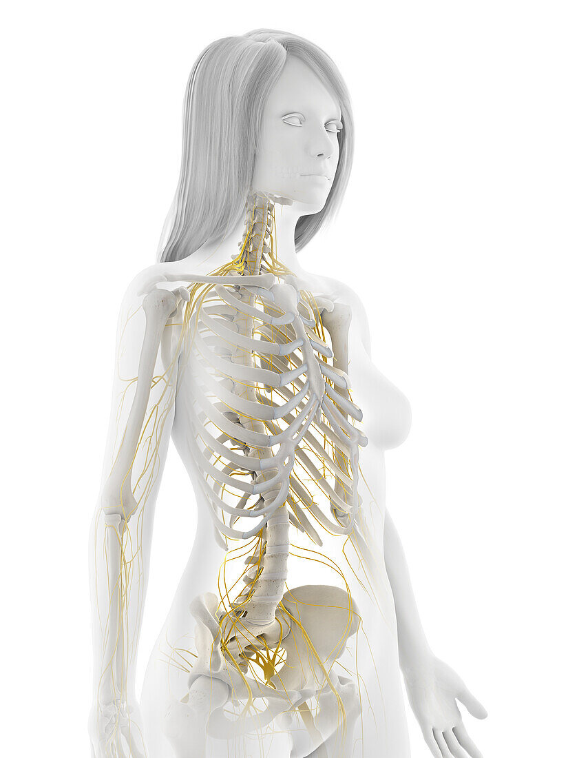 Human nervous system, illustration