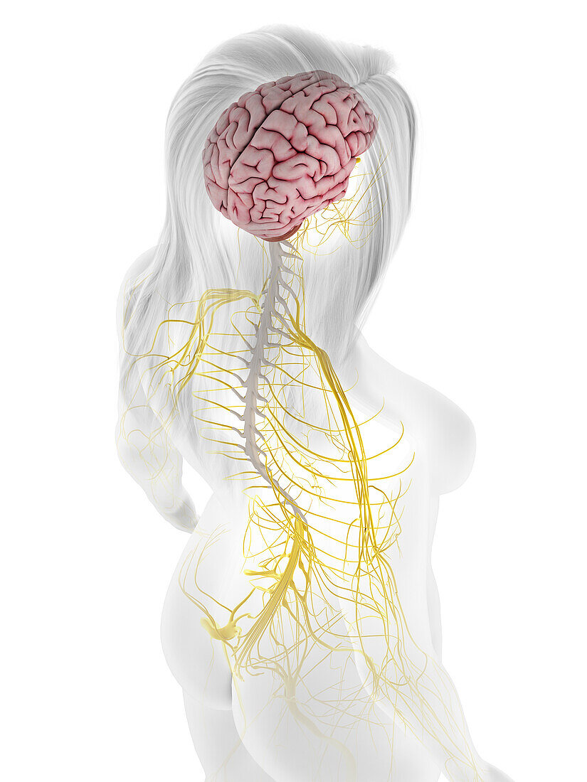 Human nervous system, illustration