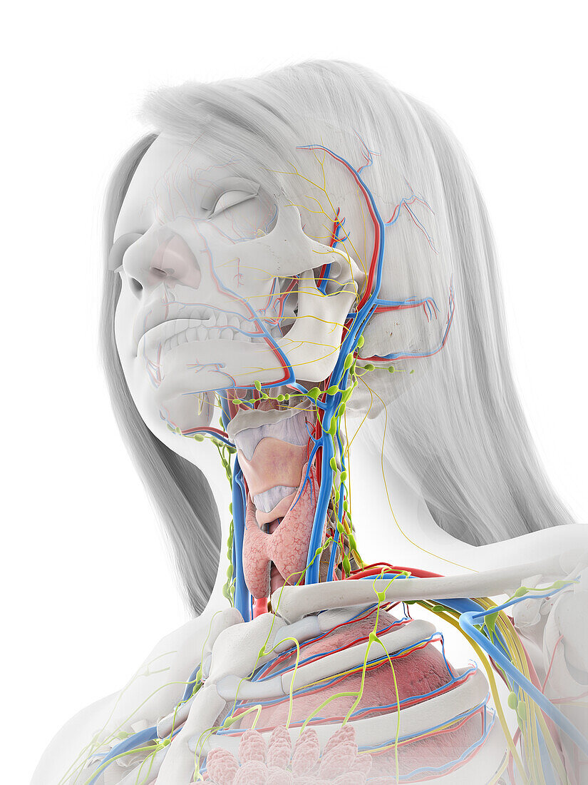 Neck and head anatomy, illustration
