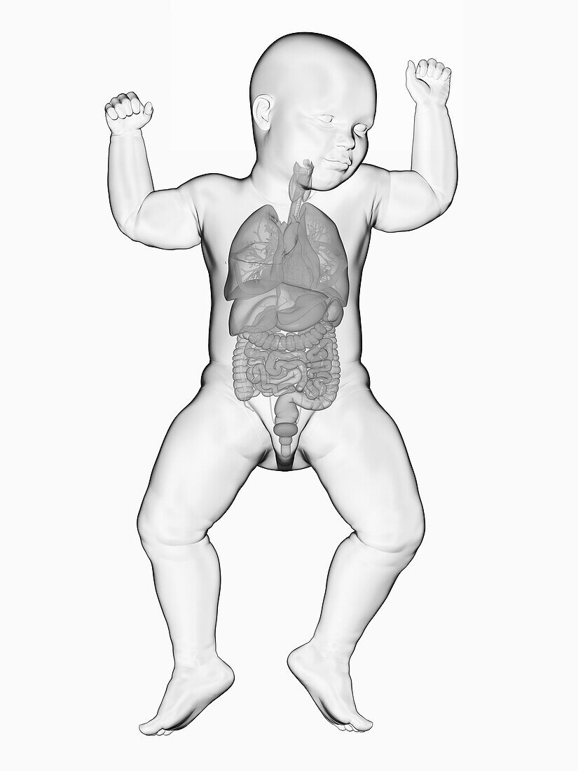 Illustration of a baby's internal organs
