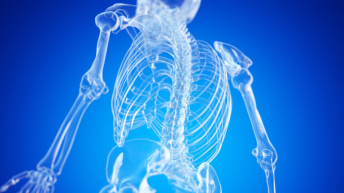 Skeletal back, illustration
