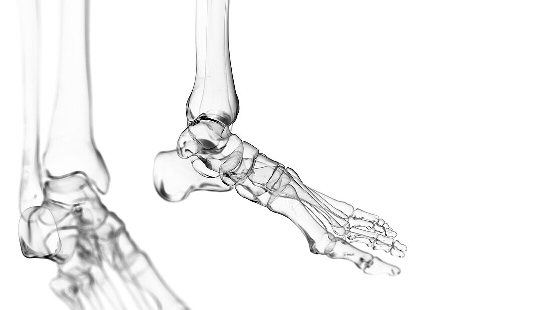 Human ankle joint, illustration