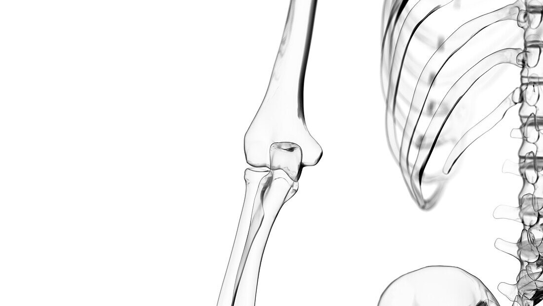 Elbow joint, illustration