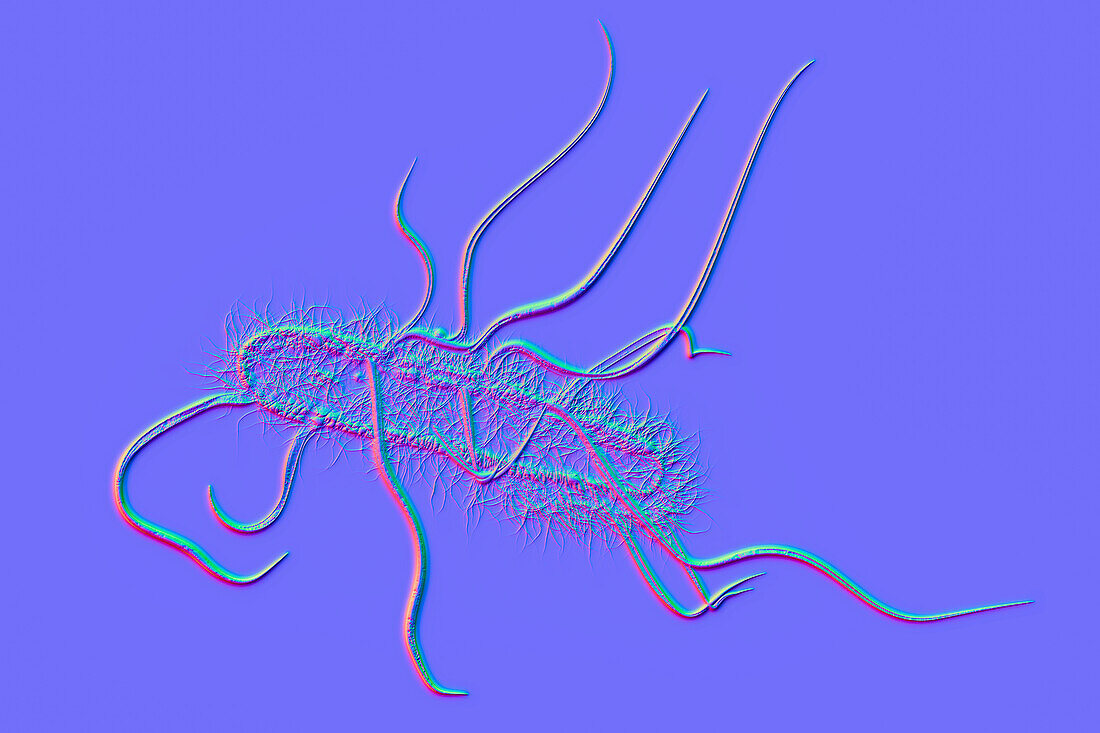 Escherichia coli bacteria, illustration