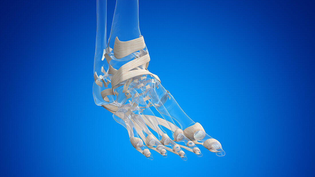 Ligaments of the foot, illustration