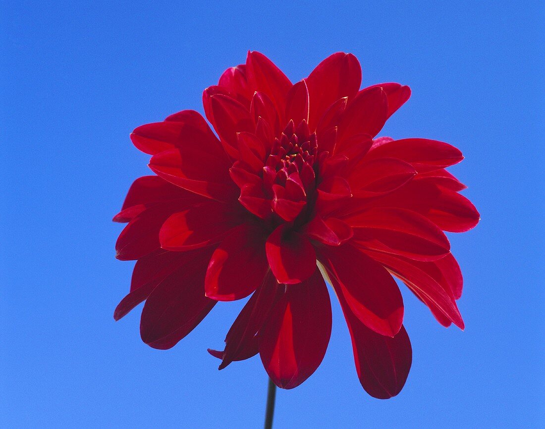 Rote Dahlienblüte vor himmelblauem Hintergrund