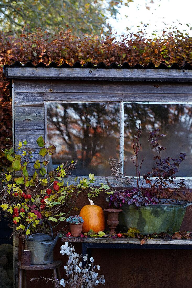 Herbstdekoration mit Kürbis und Pflanzen vor Fenster im Garten