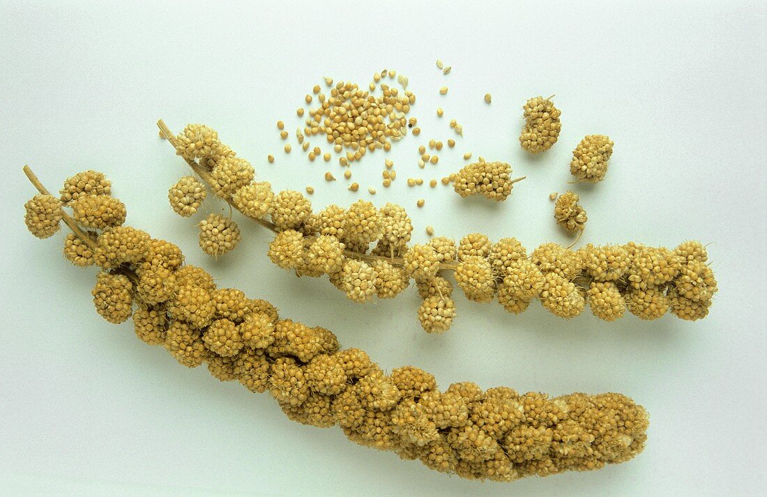 Two millet ears and millet grains (Setaria italica)