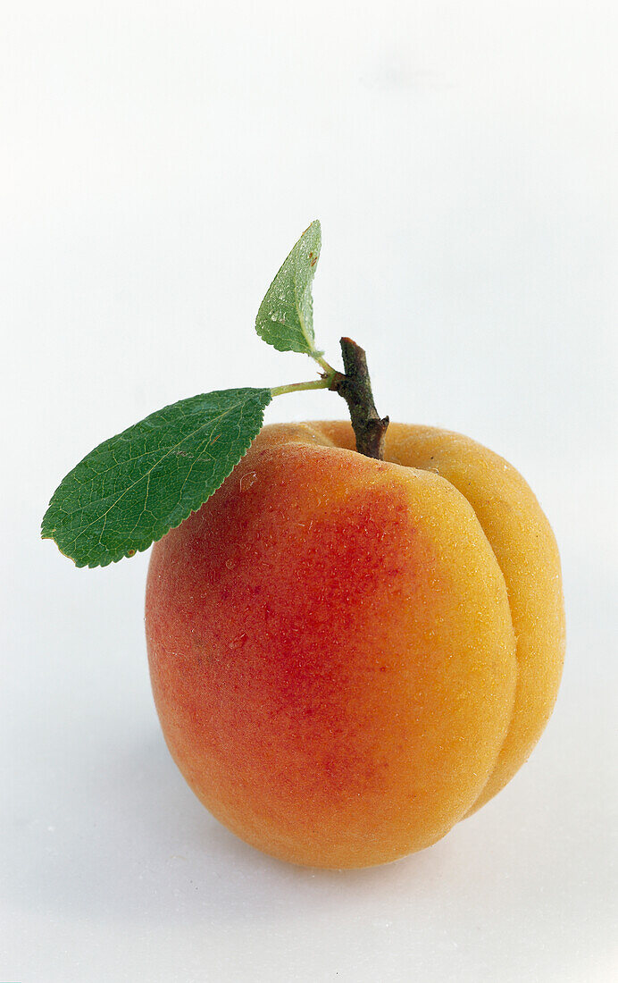 An apricot with leaf