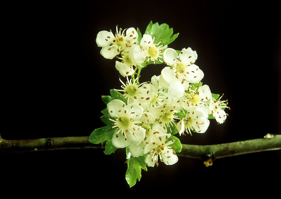 Weissdornblüten am Zweig, vor schwarzem Hintergrund