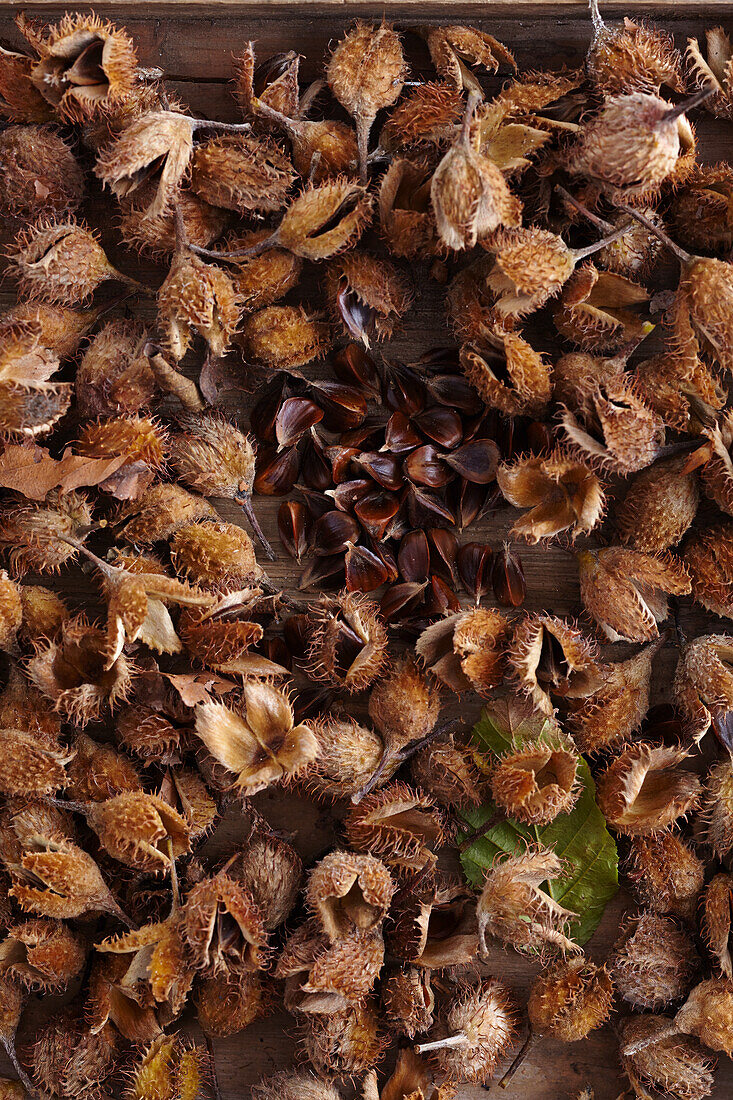 Beech nuts, single, loosened seeds in the middle of the shells