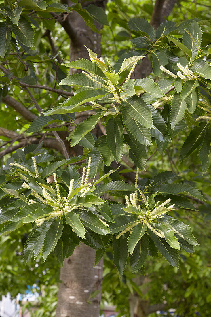 Flowering sweet chestnut tree