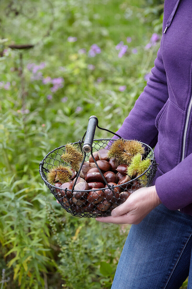 Woman holding wire basket with sweet chestnuts