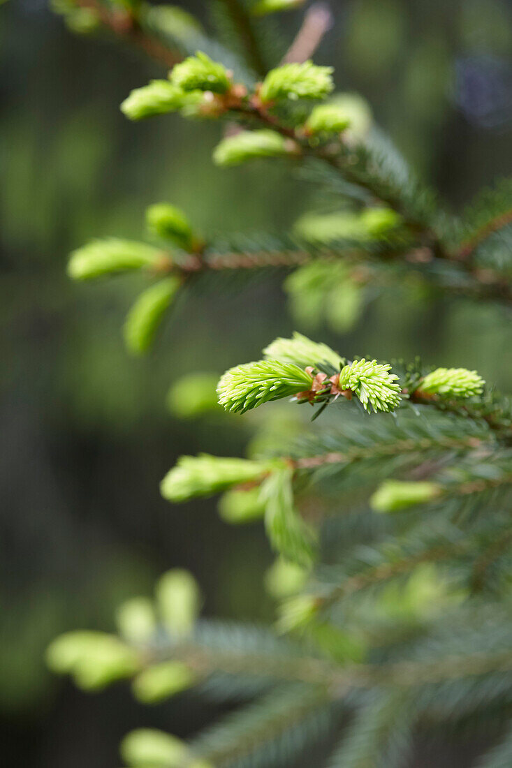 Spruce tips (also corn tips)
