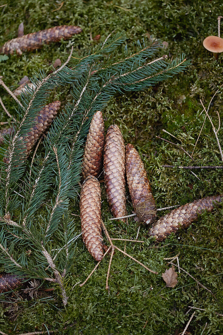 Spruce cones with twigs lying on a moss floor