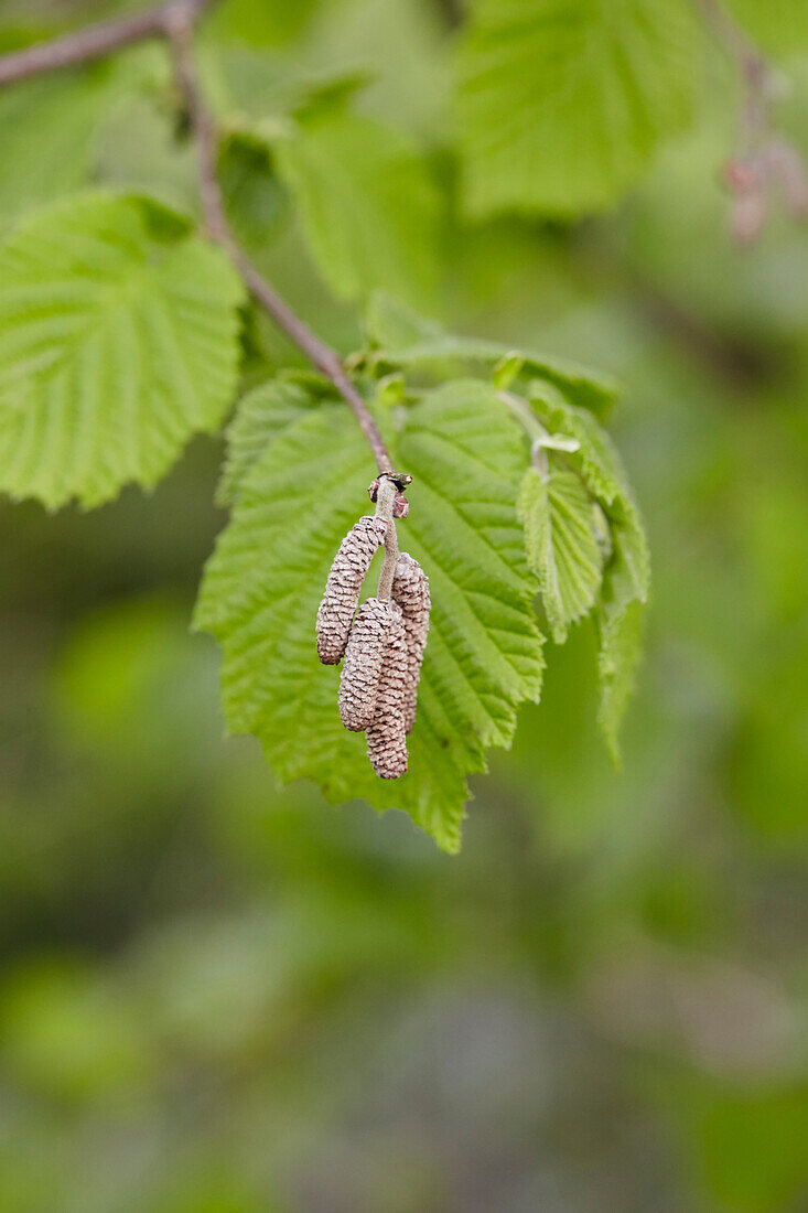 Hazelnut catkins on a tree