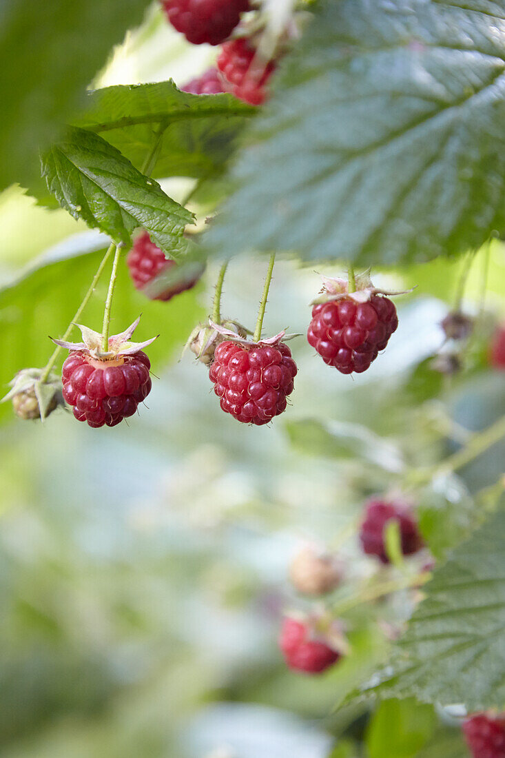Raspberries on stand