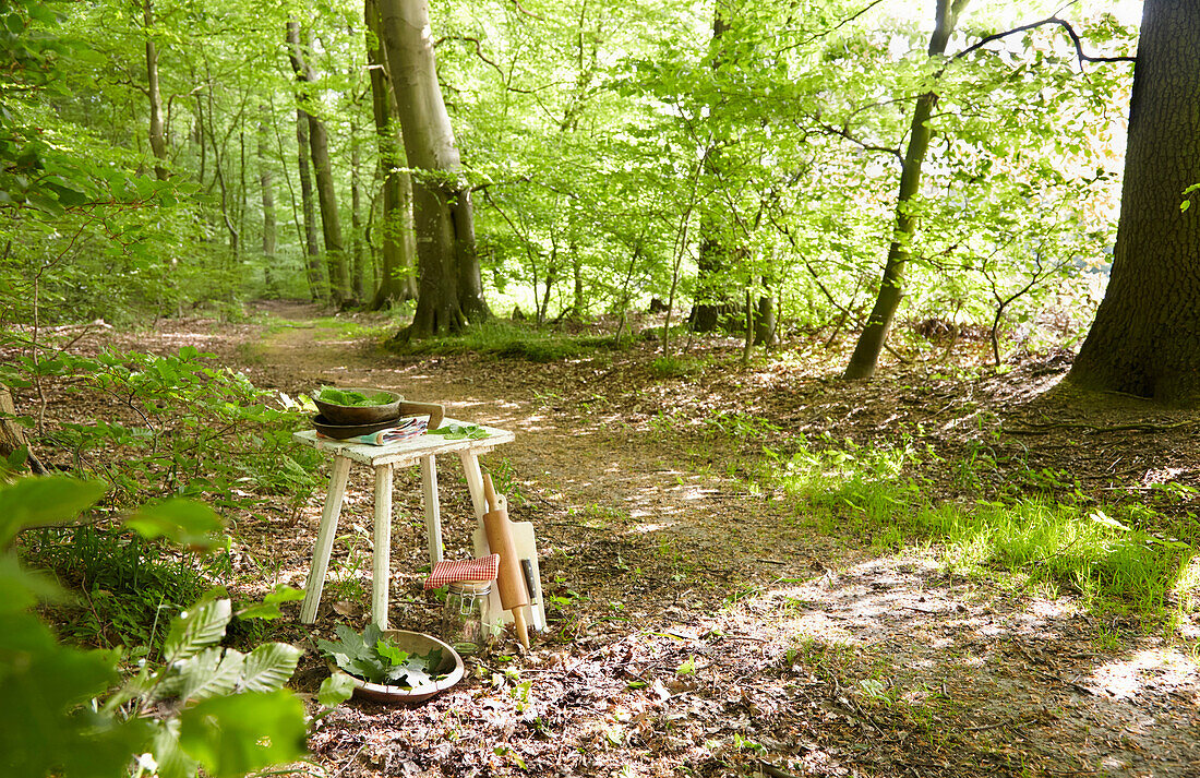 Hocker mit Sammelutensilien im Buchenwald