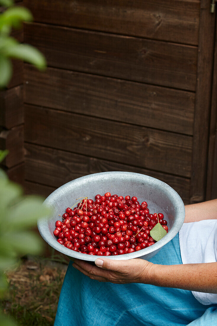Hands holding metal bowl with freshly harvested bird cherries