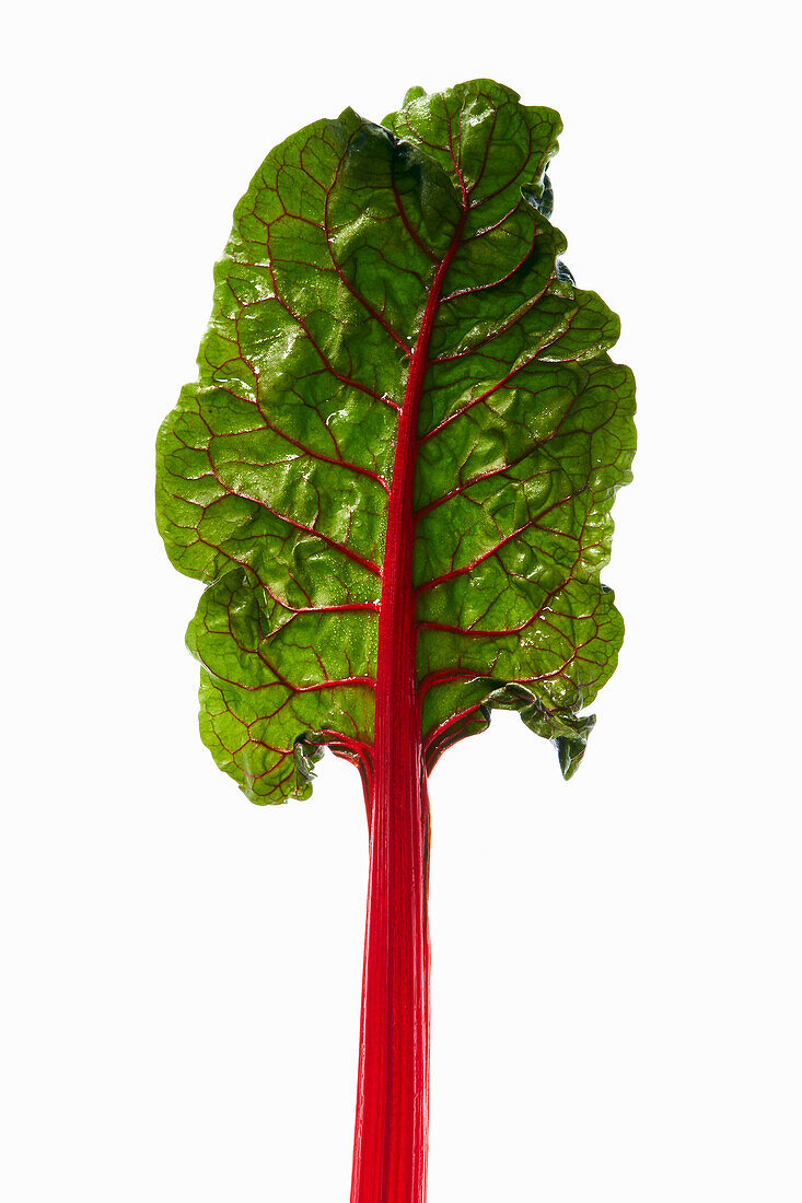 Red-stemmed chard against a white background
