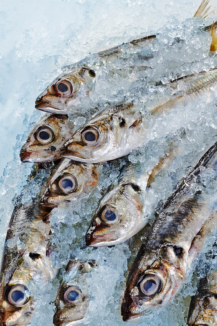 Frische Makrelen mit Crushed Ice