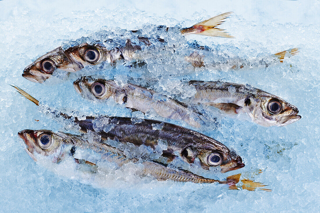 Fresh mackerel with crushed ice