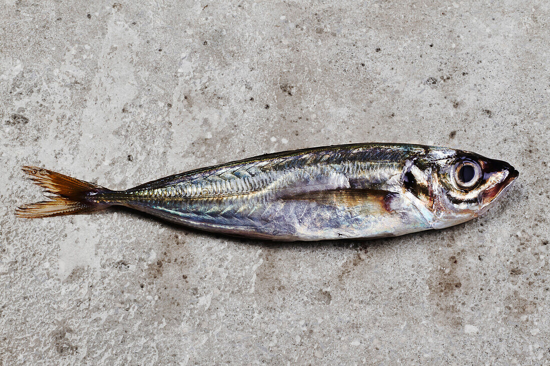 One mackerel on concrete surface