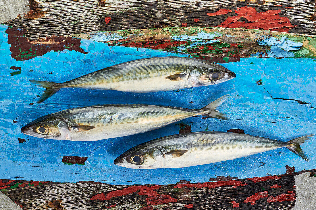 Three mackerel on a blue surface