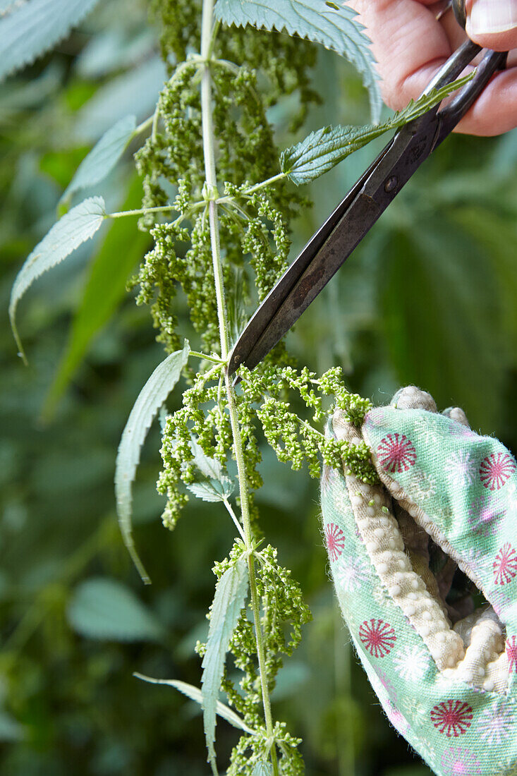 Harvesting nettle seeds