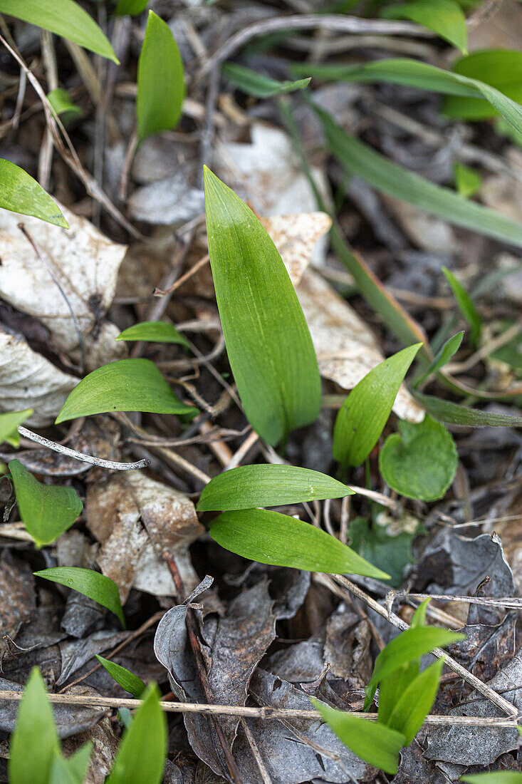 Bärlauch wächst im Garten