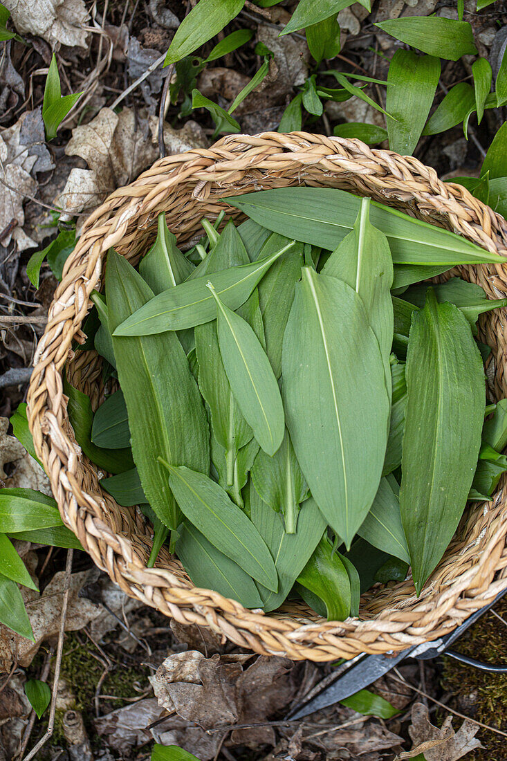 Basket with freshly harvested wild garlic