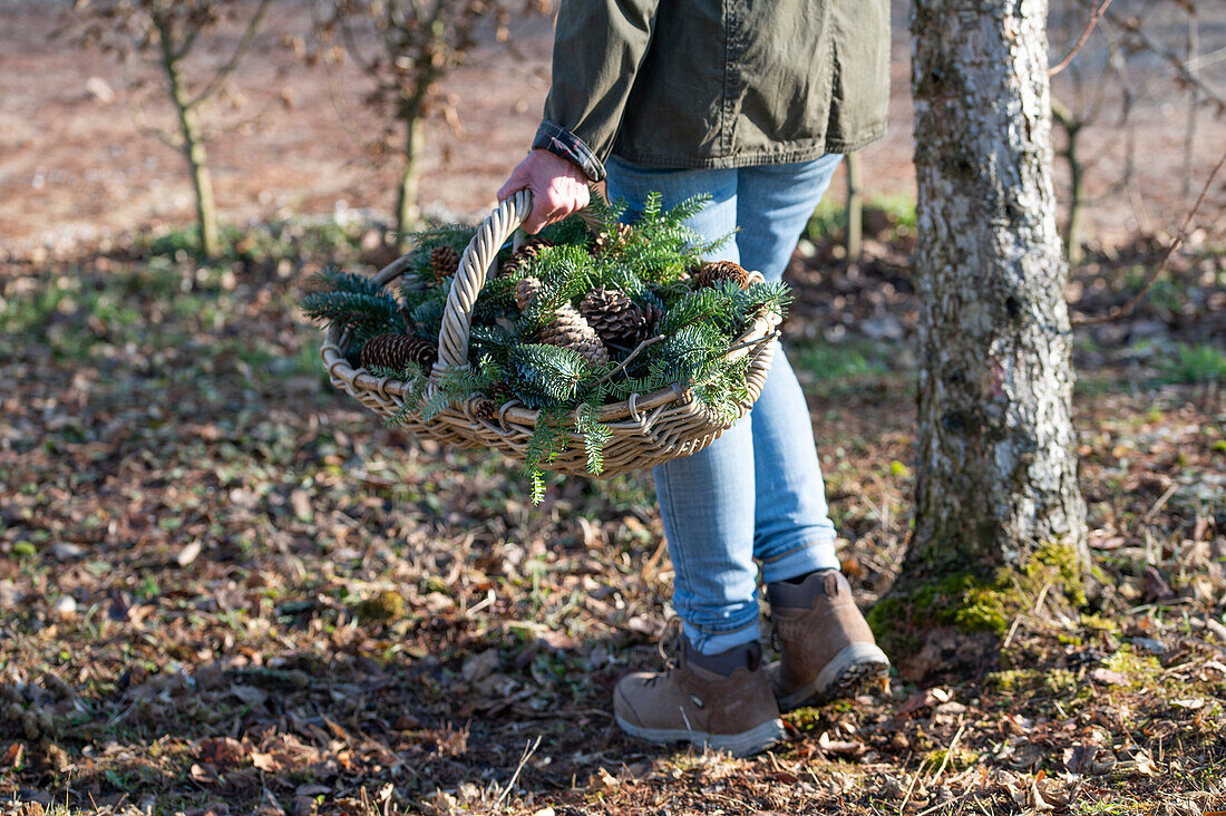 Person carrying basket with spruce branches (Picea) and cones