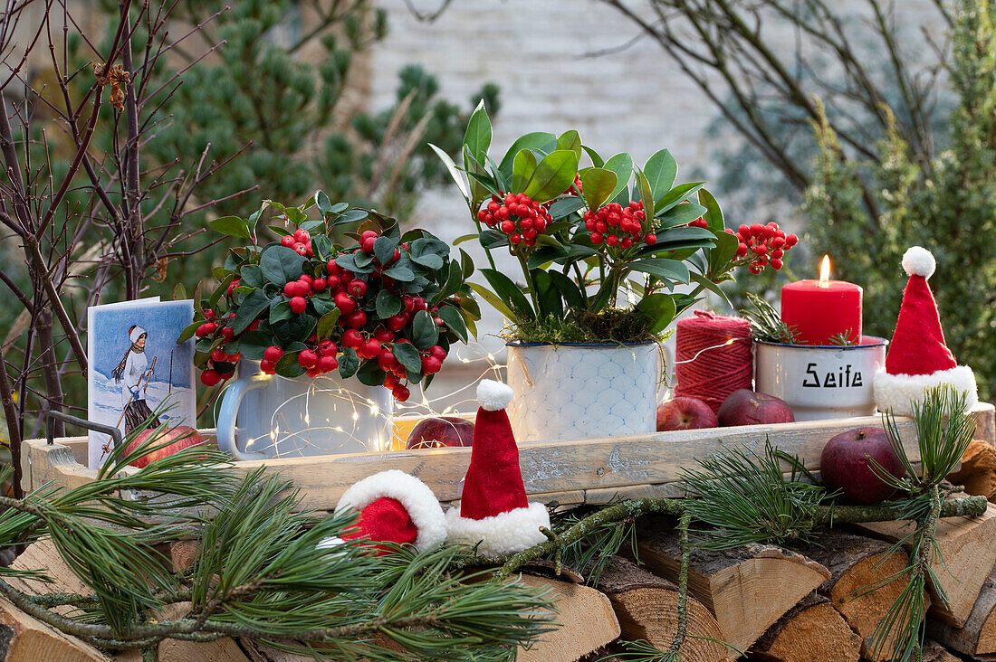 Christmas decoration with skimmia (Skimmia), American wintergreen berries (Gaultheria procumbens) and little Father Christmas hats