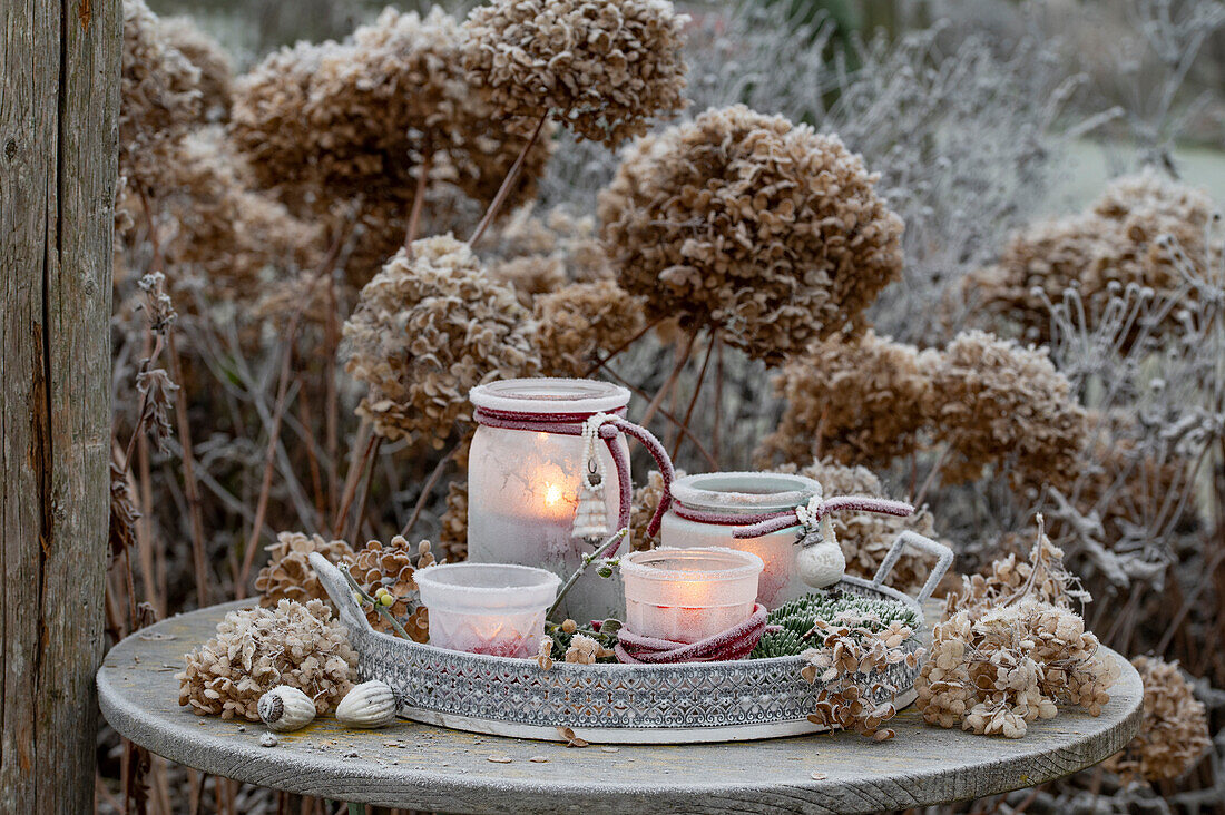 Winterdekoration - Tablett mit Windlichtern vor Ballhortensie (Hydrangea arborescens) 'Annabelle'