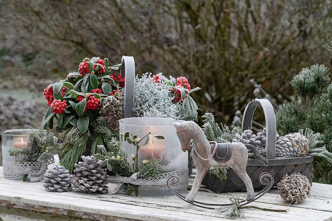 Weihnachtsdekoration mit Skimmie … – Bild kaufen – 13597711 ❘  Gartenbildagentur Friedrich Strauss