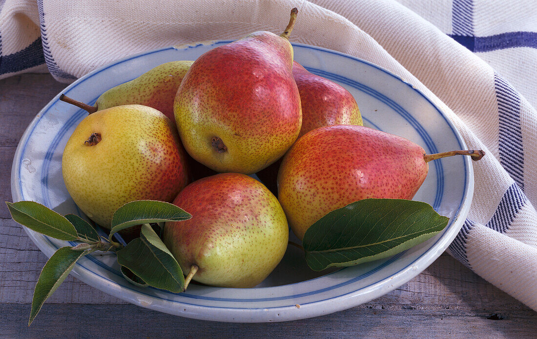 Pears in a bowl (variety: Trout, South Africa)