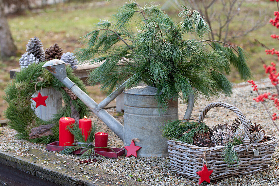 Christmas decoration with twigs of Eastern white pine (Pinus strobus) in a watering can