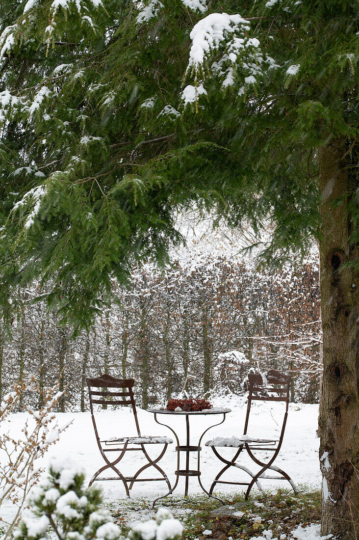 Seat under a hemlock tree (Tsuga) in snowy garden