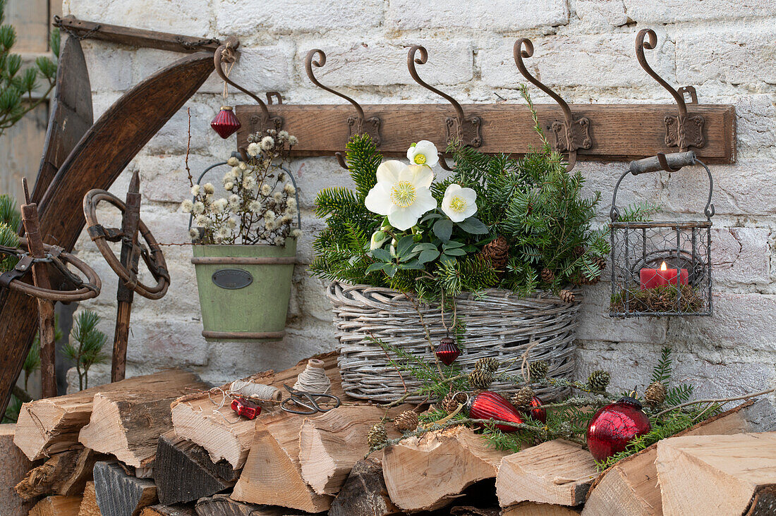 Weihnachtlich dekorierter Korb mit Christrosen (Helleborus) Tannenzweigen (Abies), Hemlocktanne (Tsuga) und Christbaumschmuck