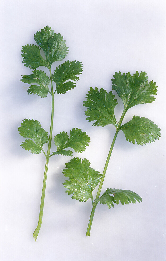 Coriander leaves on a light background