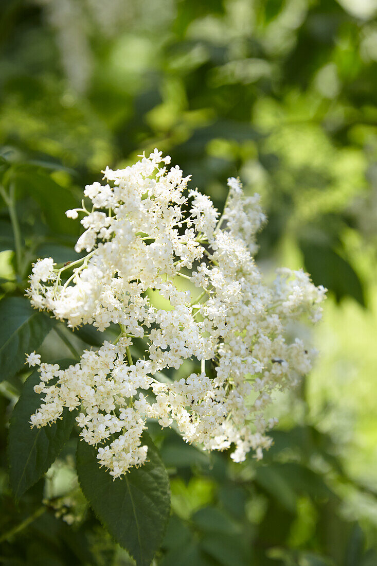 Elder blossom on the plant