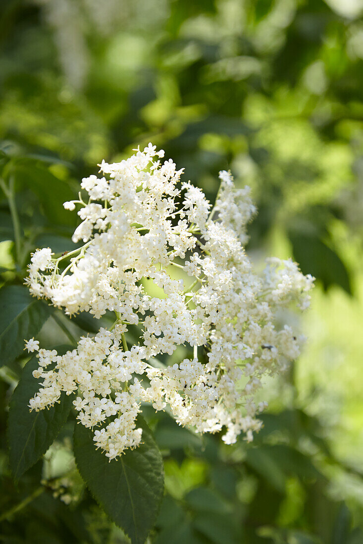 Holunderblüte an der Pflanze