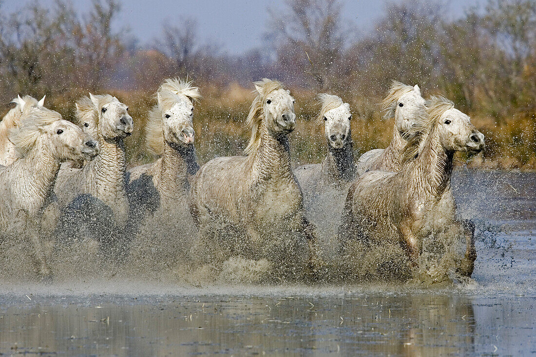 Camargue horses galloping through water
