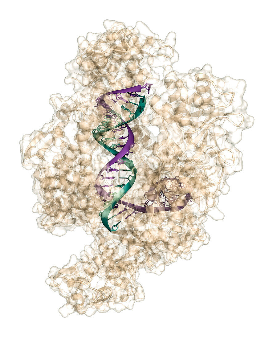 CRISPR Cas12a protein complexed to guide RNA and target DNA