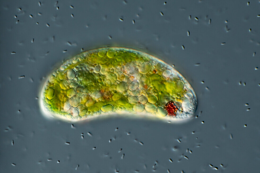 Euglena sp. algae, light micrograph